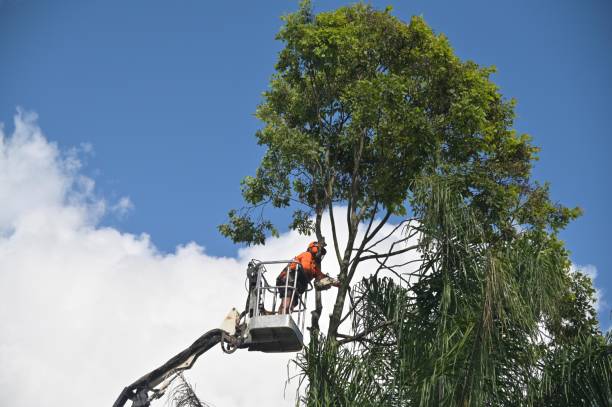 How Our Tree Care Process Works  in  Gulf Breeze, FL